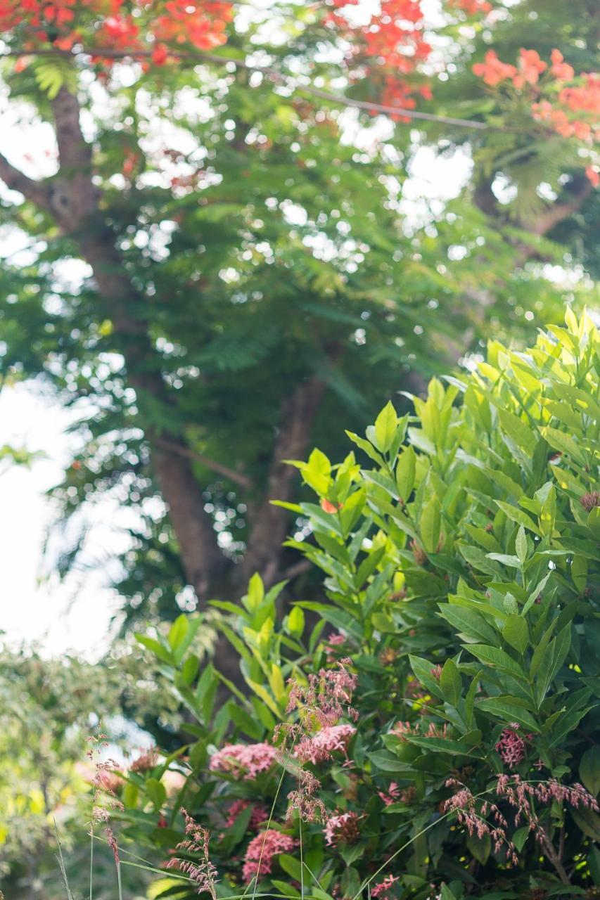 Pousada Solar Tropical 萨夸雷马 外观 照片